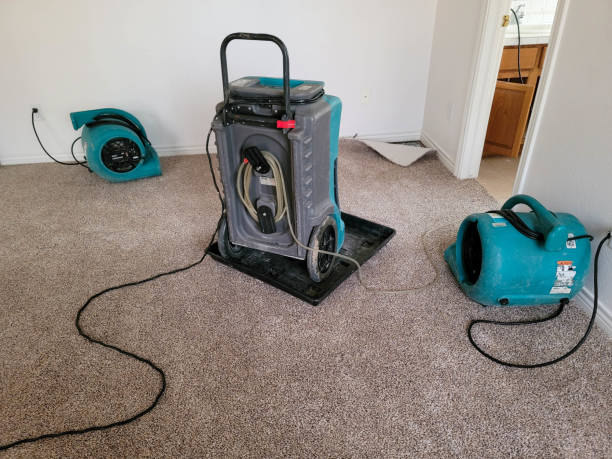 Best Professional water damage repair  in Ravenswood, WV