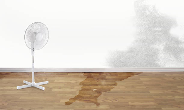 Best 24/7 water damage repair  in Ravenswood, WV